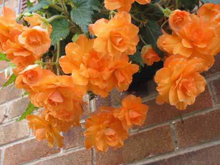 B. ‘Apricot Charms’